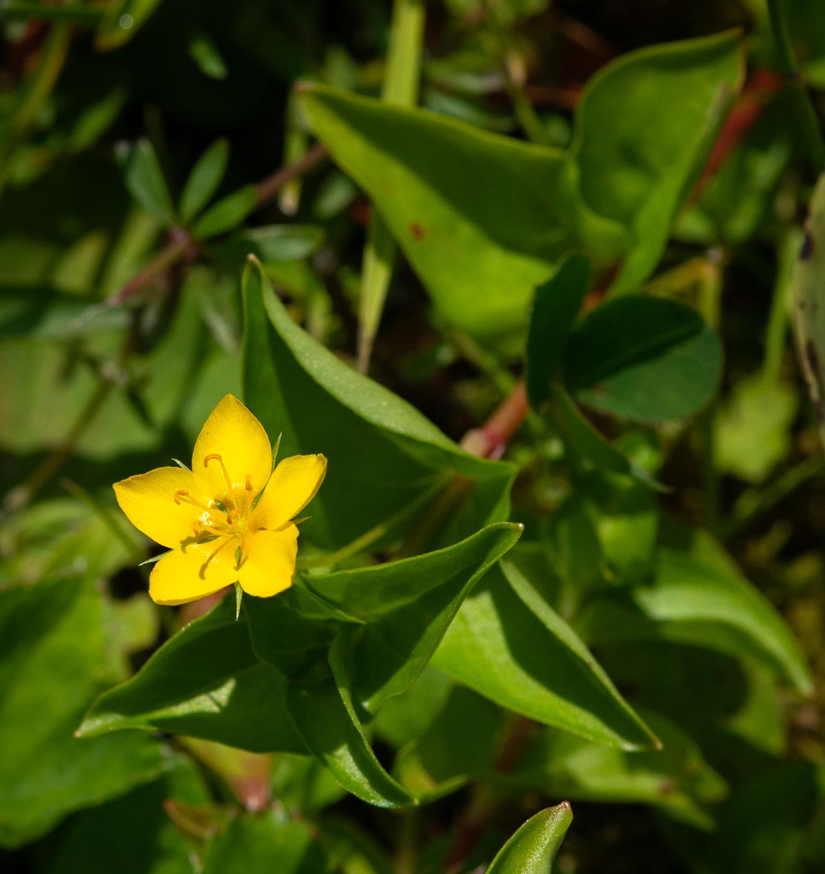 Bl&uuml;te, Bl&auml;tter